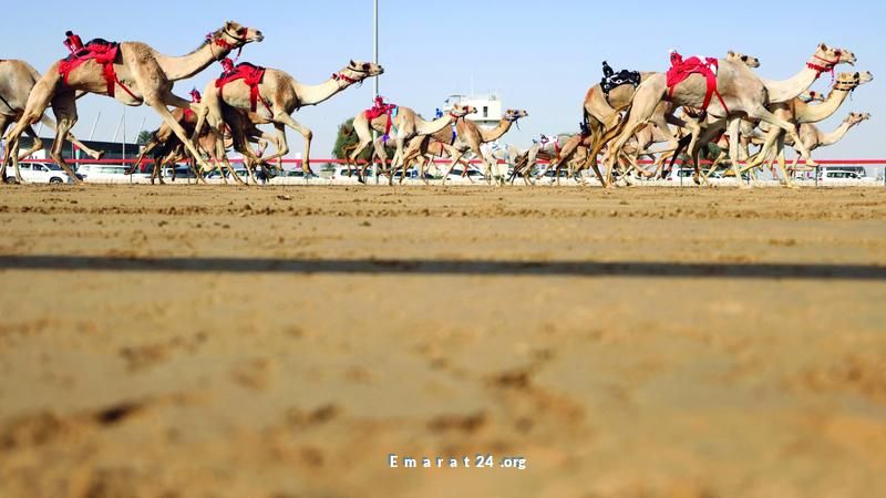 مهرجان المرموم بدبي: لقاء حضارة الأجداد بروح العصر الحديث مهرجان المرموم بدبي: لقاء حضارة الأجداد بروح العصر الحديث