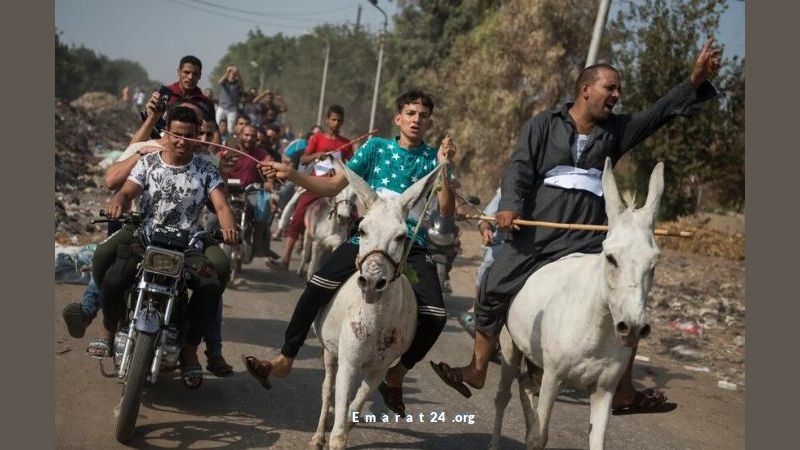 مسؤول مصري: الجلوس مع الحمير لتحسين المزاج النفسي مسؤول مصري: الجلوس مع الحمير لتحسين المزاج النفسي