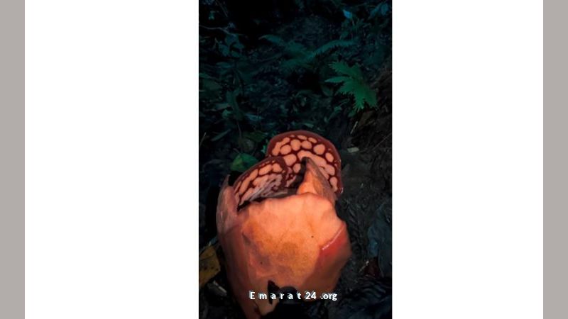 زهرة نادرة تتسبب بانهيار عالم في البكاء