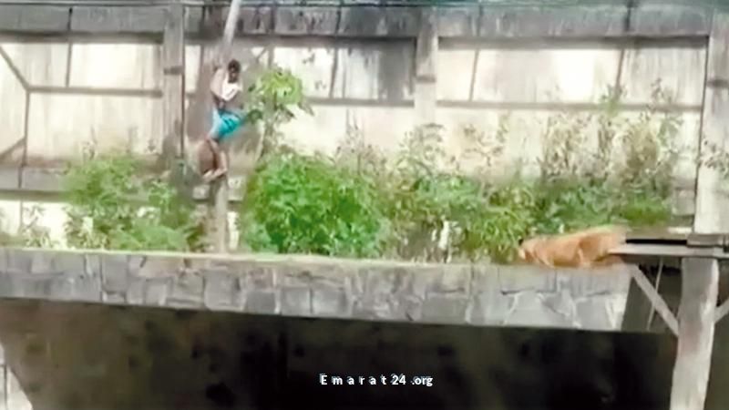 لبؤة تهاجم رجلاً في البرازيل وترديه قتيلاً تحت ظروف غامضة