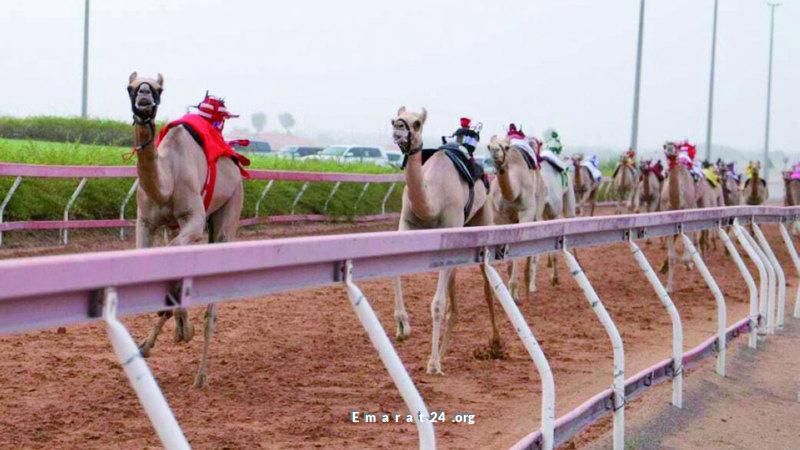 سباق الفطامين للهجن يشعل الحماسة في ميدان الذيد بمنافسات مثيرة
