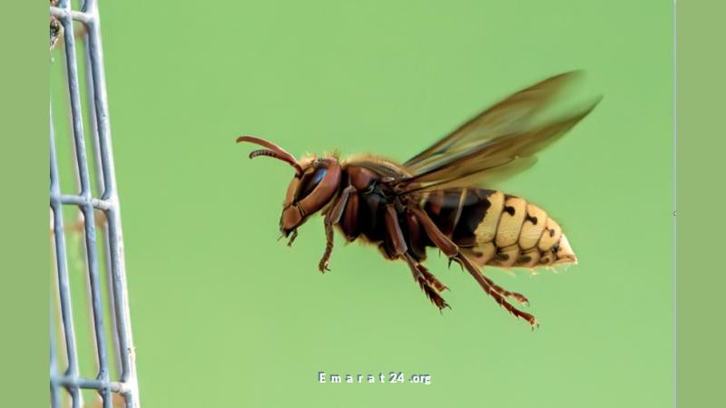 سم النحل: بديل طبيعي للبوتوكس يقضي على التجاعيد في أسابيع