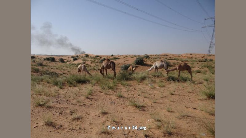 بيئة أبوظبي تطلق خدمة رخصة الرعي الفورية عبر منصة تم الجديدة بيئة أبوظبي تطلق خدمة رخصة الرعي الفورية عبر منصة تم الجديدة