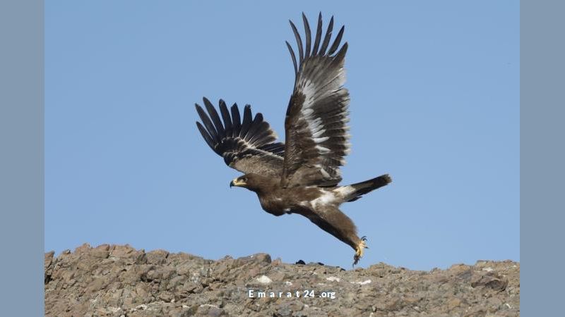 اكتشاف طائر نادر مهدد بالانقراض في أجواء عمان