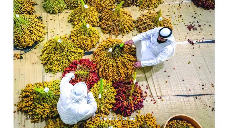 إقبال قياسي في دبي للرطب تحت ظلال النخلة العائلية إقبال قياسي في دبي للرطب تحت ظلال النخلة العائلية