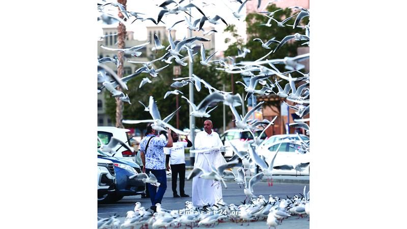 لحظات ساحرة: لقاء النوارس في حي الفهيدي التاريخي