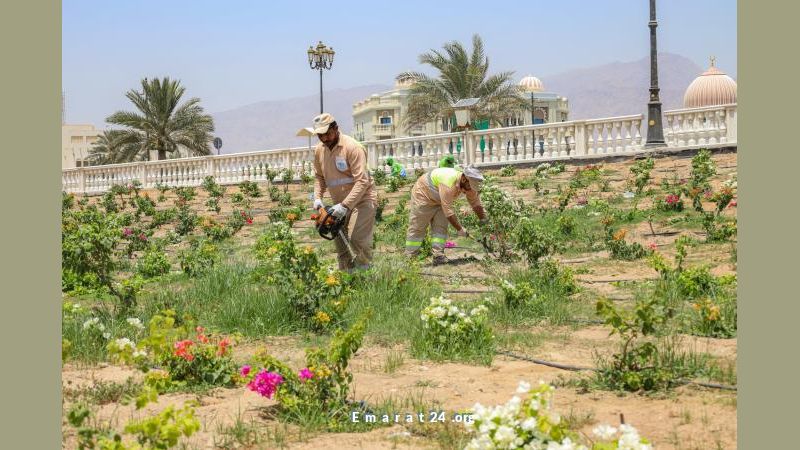 استجابة سريعة لبلدية دبا الحصن لـ280 بلاغًا عن حيوانات برية طليقة