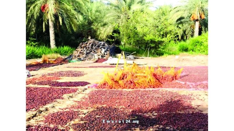 التعب والإرهاق بسبب تقلبات سهيل حتى 23 سبتمبر المقبل
