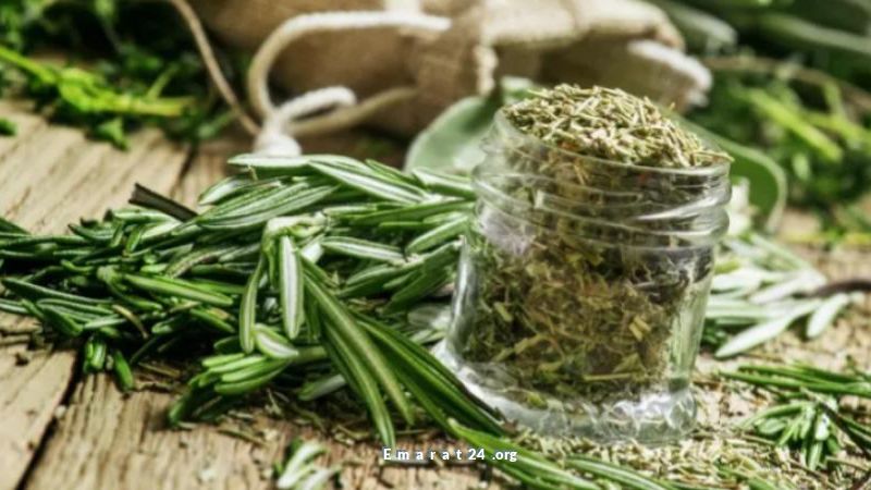 بحث يكشف: إكليل الجبل يقلل القلق ويواجه ألزهايمر بقوة بحث يكشف: إكليل الجبل يقلل القلق ويواجه ألزهايمر بقوة