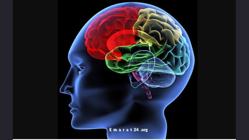 الدماغ يعيد تشكيل وصلاته العصبية 5 مرات في حياة الإنسان