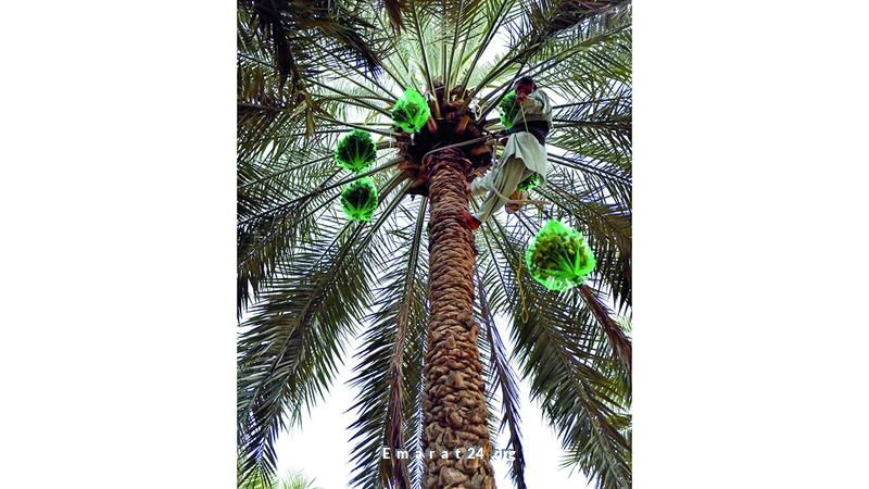 موسم العطاء والخير: خراف النخل يزهر بالأمل والخير موسم العطاء والخير: خراف النخل يزهر بالأمل والخير
