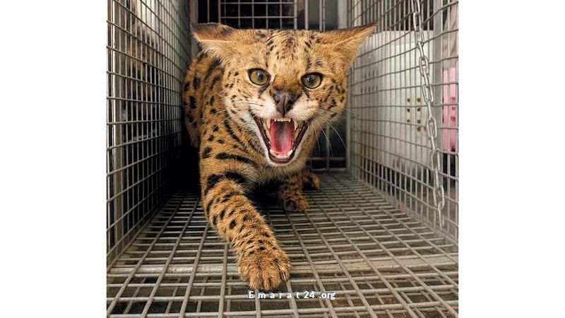 الشرطة تستلم قط السرفال ضمن حملة اليد الأمينة في دبي