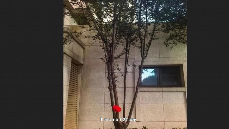 معجزة طبية: طفل ينجو من سقوط الطابق 18 بفضل شجرة الحياة معجزة طبية: طفل ينجو من سقوط الطابق 18 بفضل شجرة الحياة