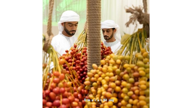 دبي تحتفل بالشجرة الأم في مهرجان الرطب لمدة 8 أيام