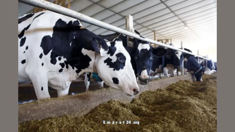 فيروس اللسان الأزرق يهدد الثروة الحيوانية في أيرلندا الشمالية