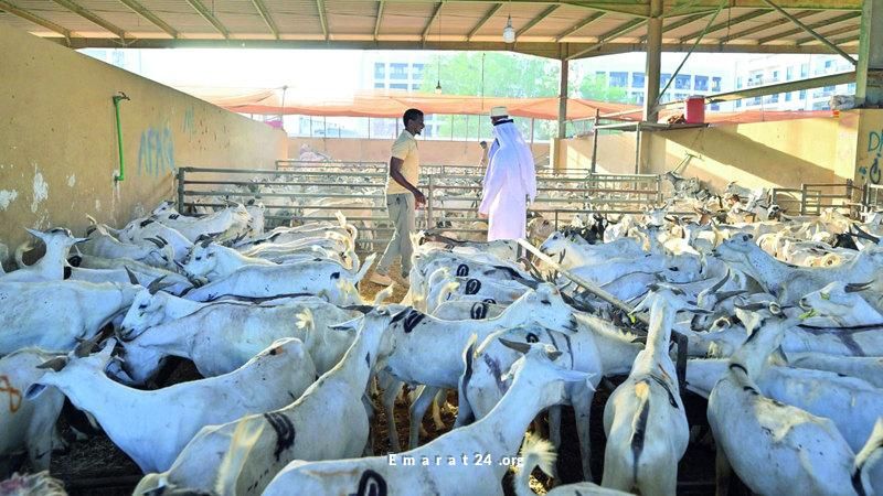 وفرة المعروض وثبات الأسعار تميز أسواق الأضاحي هذا الموسم وفرة المعروض وثبات الأسعار تميز أسواق الأضاحي هذا الموسم