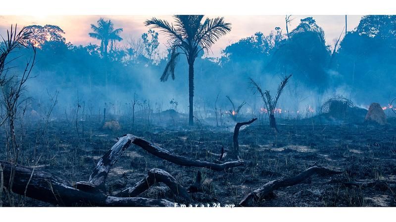 الغابات تفقد دورها الحليف في مواجهة تغير المناخ