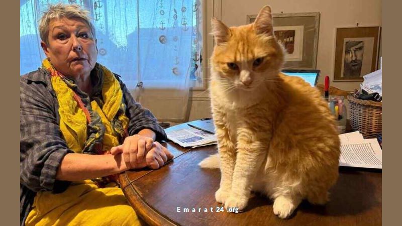 قطة فضولية تكبد صاحبها غرامة مالية كبيرة