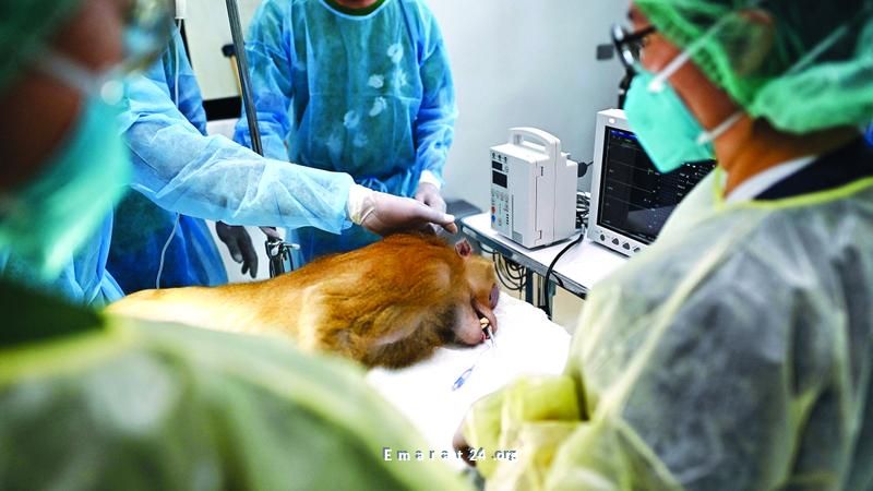 مبادرة لعلاج الحيوانات المريضة: من القرود إلى الفيلة تقاوم الألم مبادرة لعلاج الحيوانات المريضة: من القرود إلى الفيلة تقاوم الألم