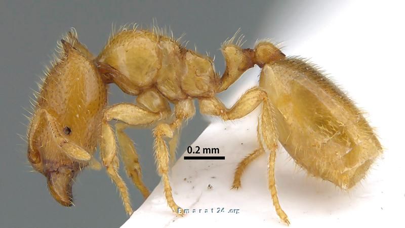 اكتشاف فصيلة نمل جديدة في واحة شيص الجبلية