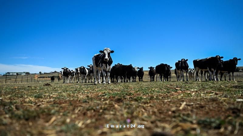 أستراليا تبتهج بإلغاء رسوم أمريكا على لحوم البقر