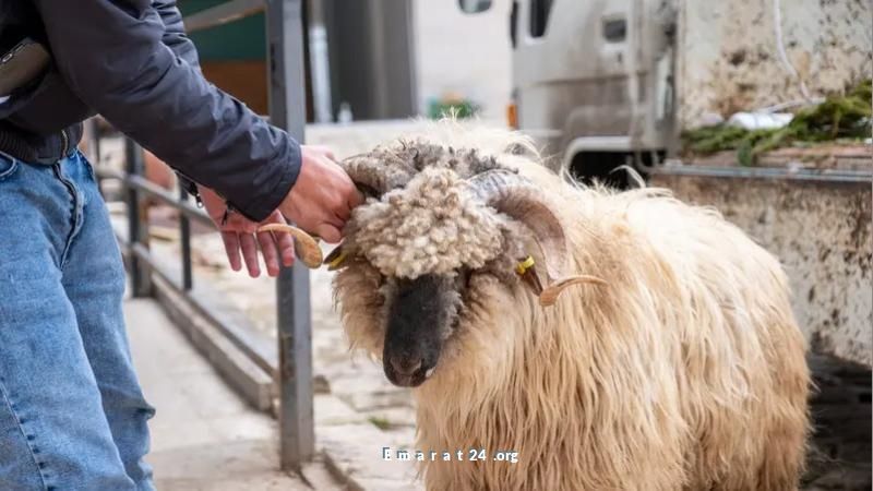 جزارون غير محترفين يتسببون في 14 ألف إصابة بتركيا خلال عيد الأضحى