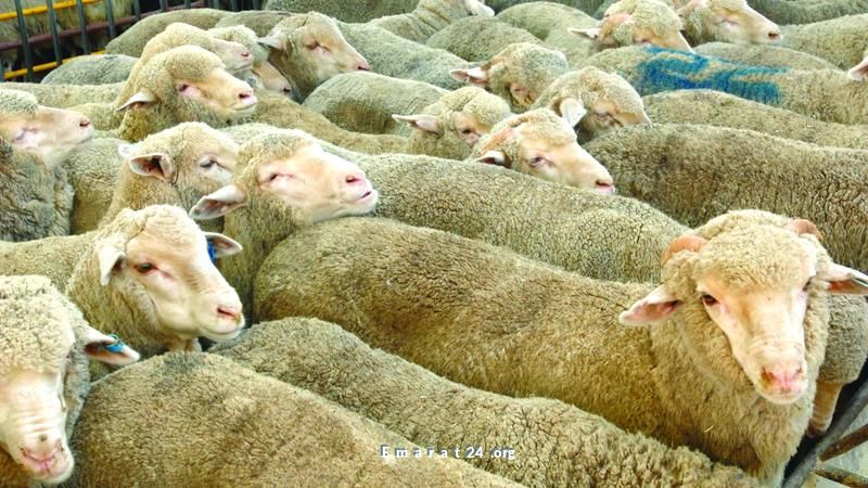 إعلانات مزيفة تستهدف المتبرعين بأضاحي العيد إعلانات مزيفة تستهدف المتبرعين بأضاحي العيد