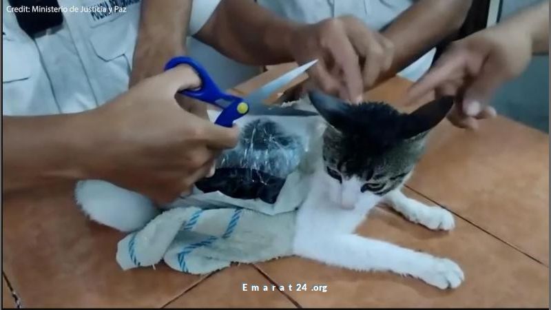 توقيف مهرب مخدرات بعملية غير متوقعة تهز الأوساط توقيف مهرب مخدرات بعملية غير متوقعة تهز الأوساط