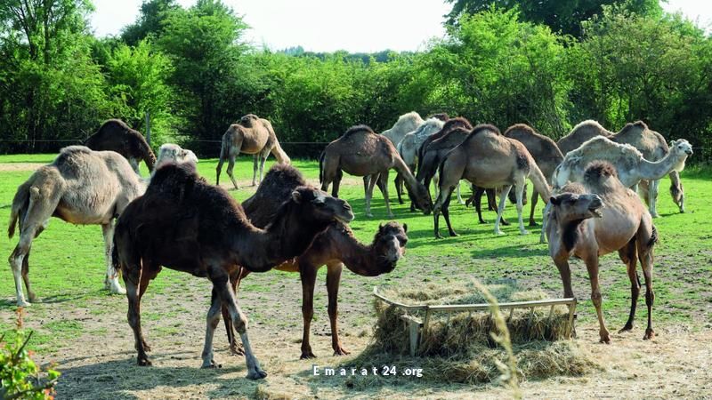 الحليب العربي يدخل الأجبان الفرنسية سوق جديدة بلمسة صحراوية الحليب العربي يدخل الأجبان الفرنسية سوق جديدة بلمسة صحراوية