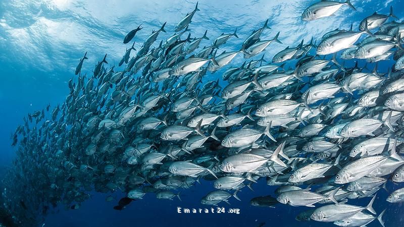 تقرير: ارتفاع تركيزات الزئبق في المحيطات لأكثر من 3 أضعاف منذ الثورة الصناعية