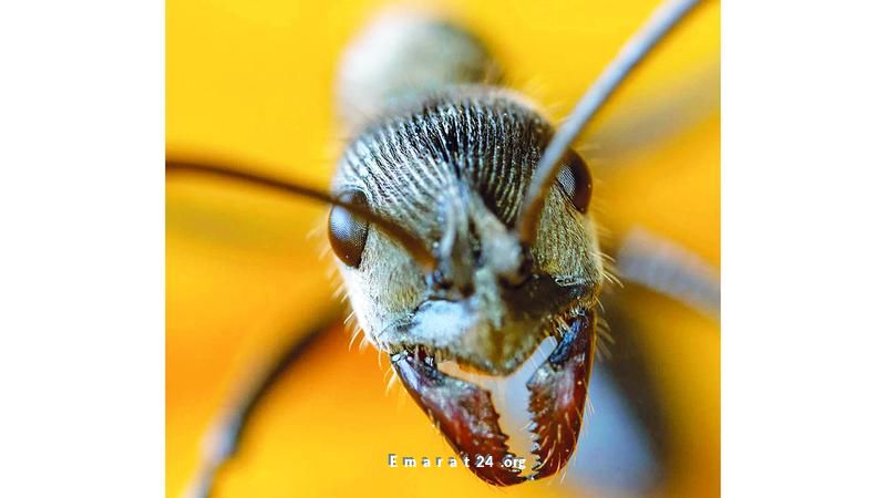 زيادة الطلب على النمل الكيني تهريب إلى أوروبا وآسيا